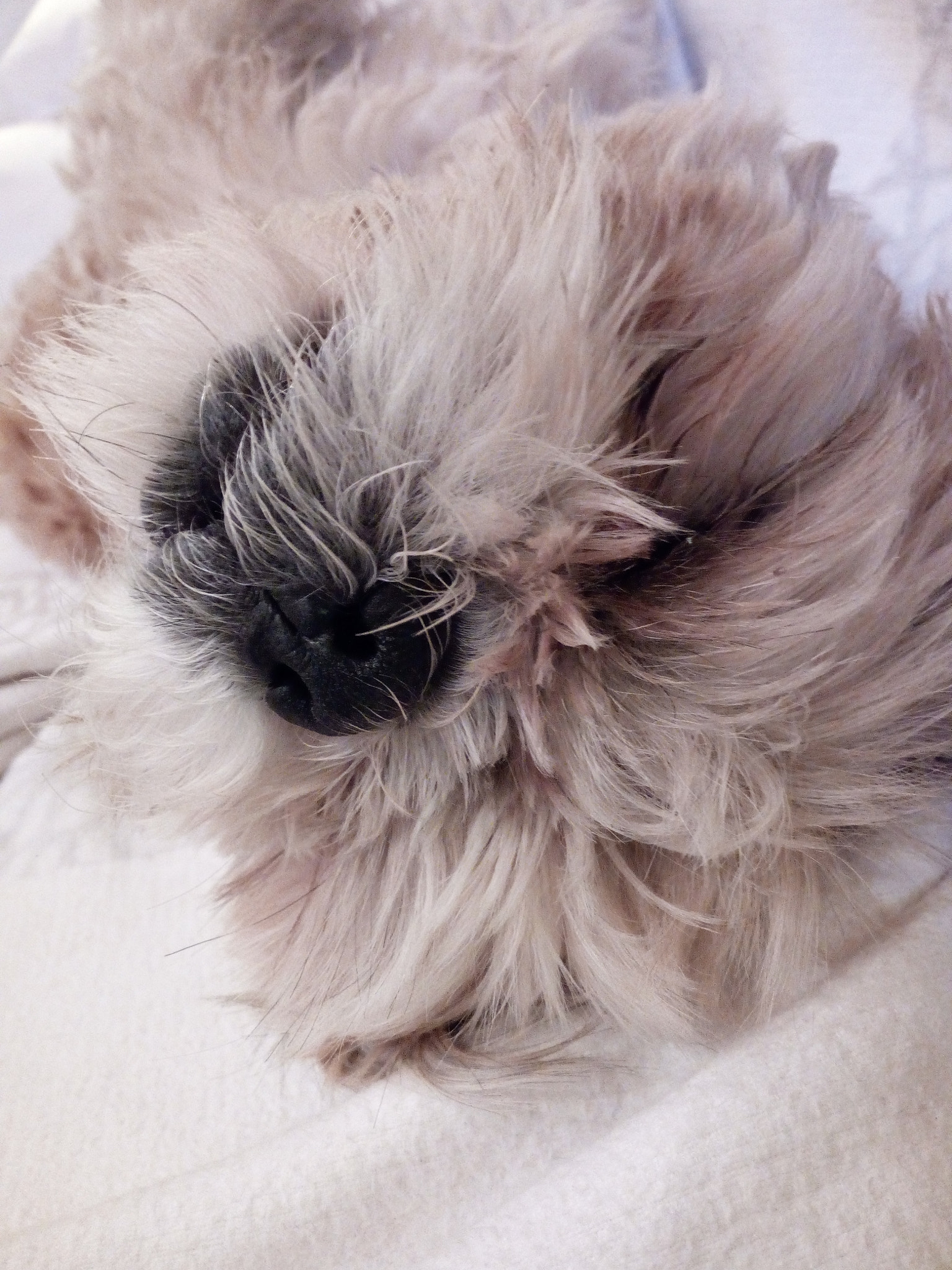 HUAWEI GR3 sample photo. Sleep in relax photography