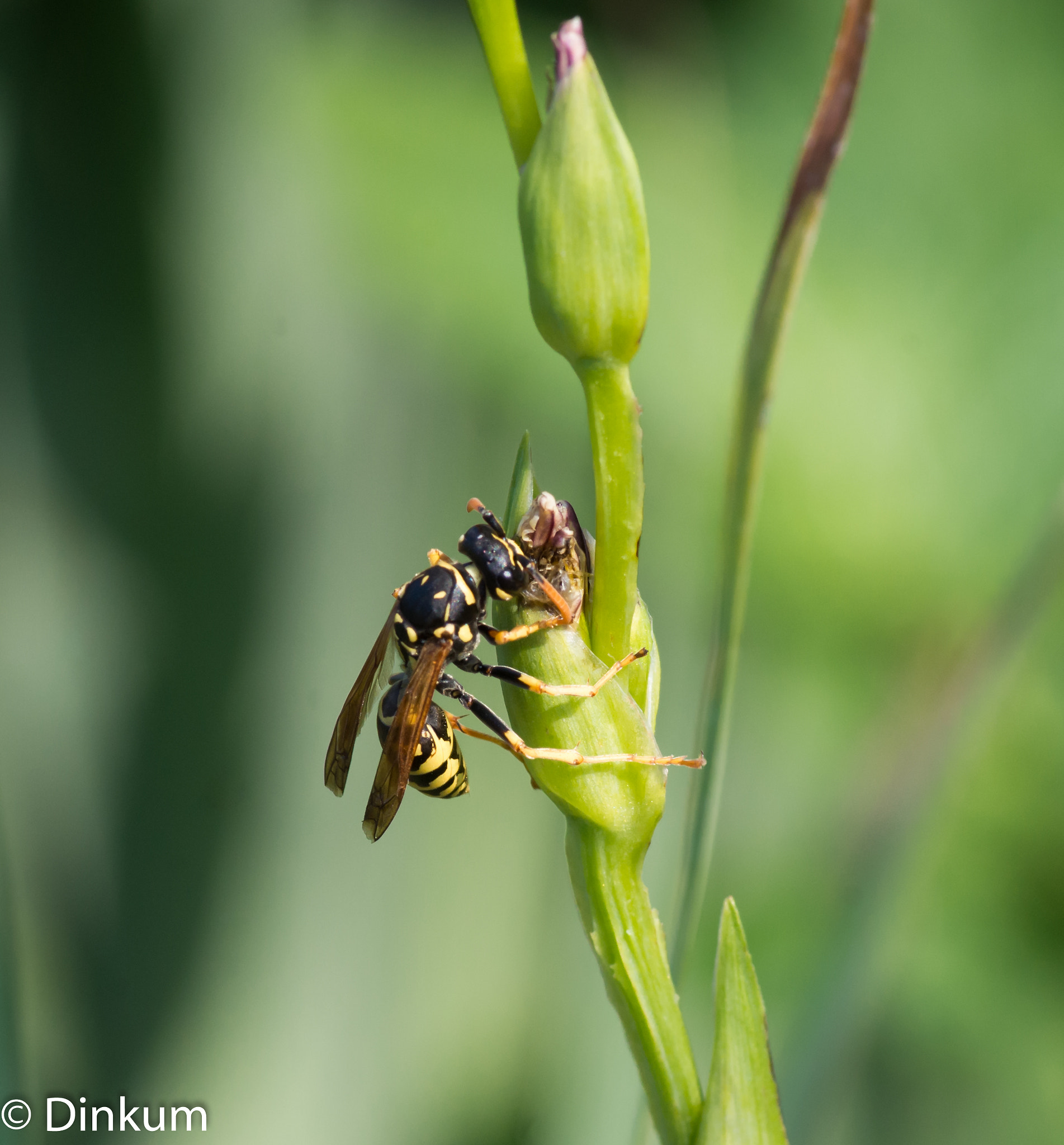 Pentax smc D-FA 100mm F2.8 Macro WR sample photo. Guèpe photography