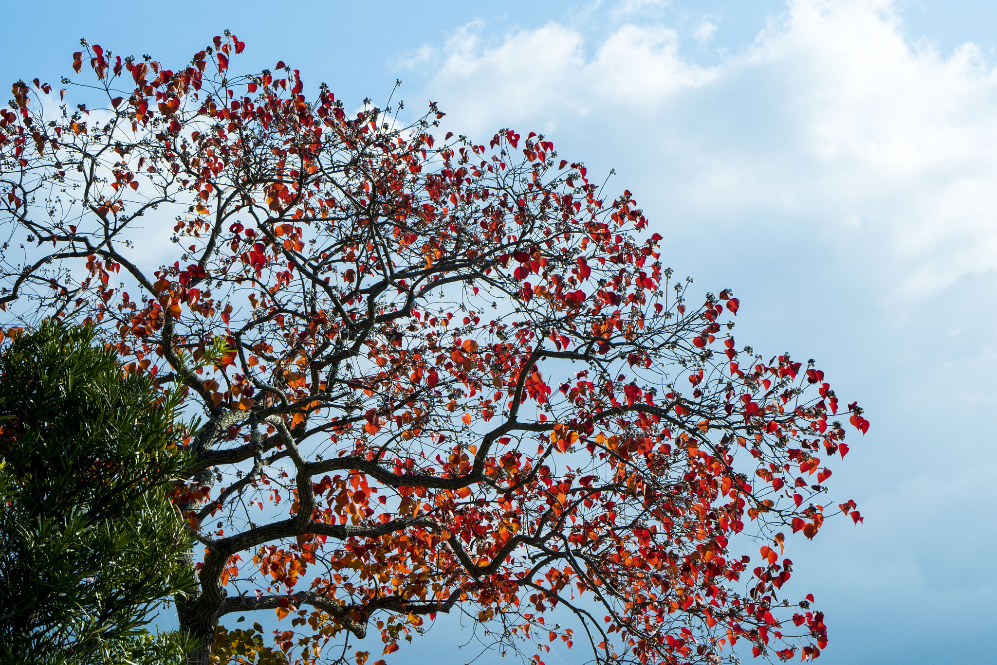 Panasonic Lumix DMC-GM5 + Panasonic Leica DG Macro-Elmarit 45mm F2.8 ASPH OIS sample photo. Autumn photography