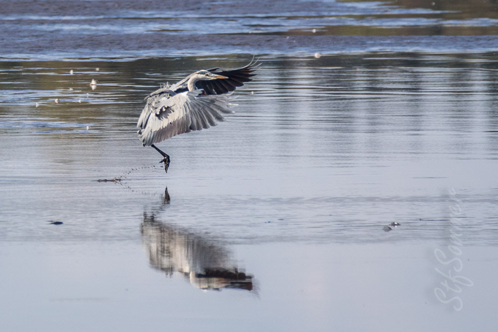 150-600mm F5-6.3 DG OS HSM | Contemporary 015 sample photo. Landing ... touchdown photography