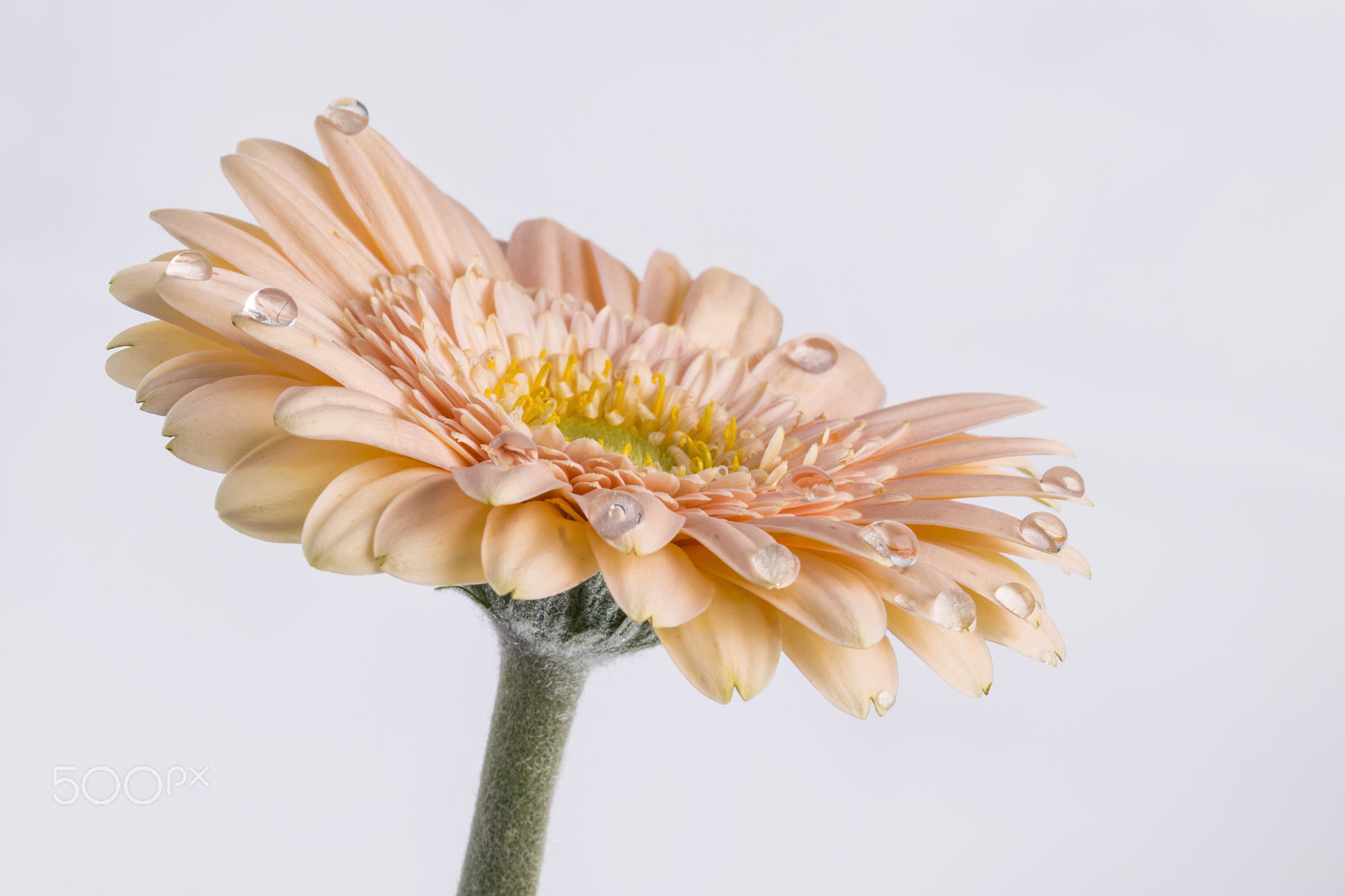 Sigma 105mm F2.8 EX DG OS HSM sample photo. Gerbera droplets photography