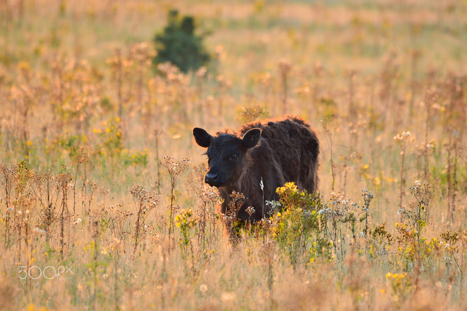 Sigma 150-500mm F5-6.3 DG OS HSM sample photo. Galloway photography