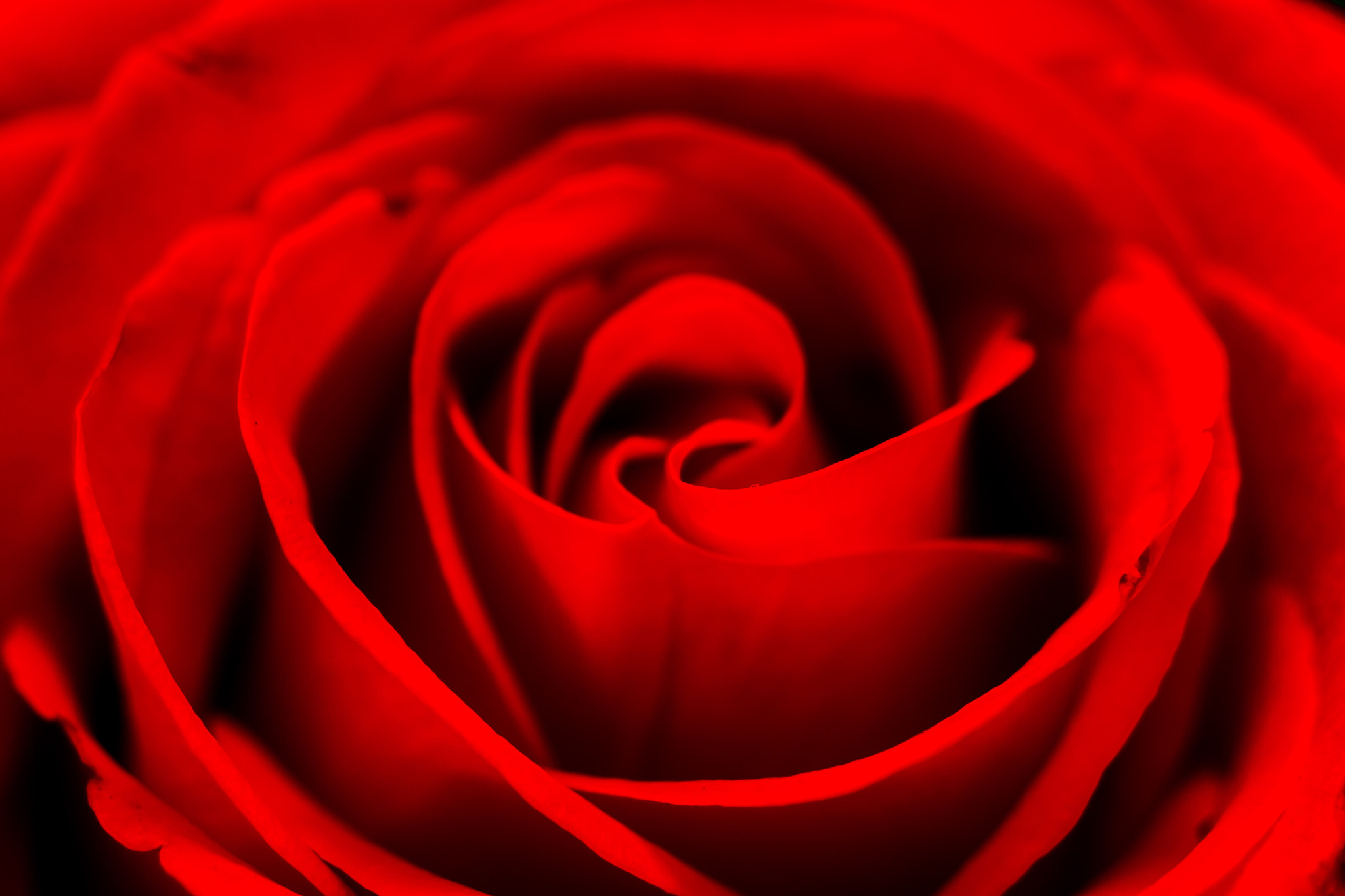 Canon EF 35-135mm f/4-5.6 USM sample photo. Red flower photography