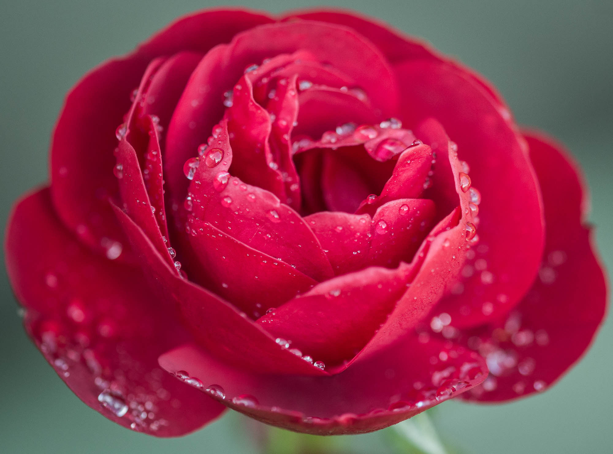 Sigma 105mm F2.8 EX DG OS HSM sample photo. Red photography