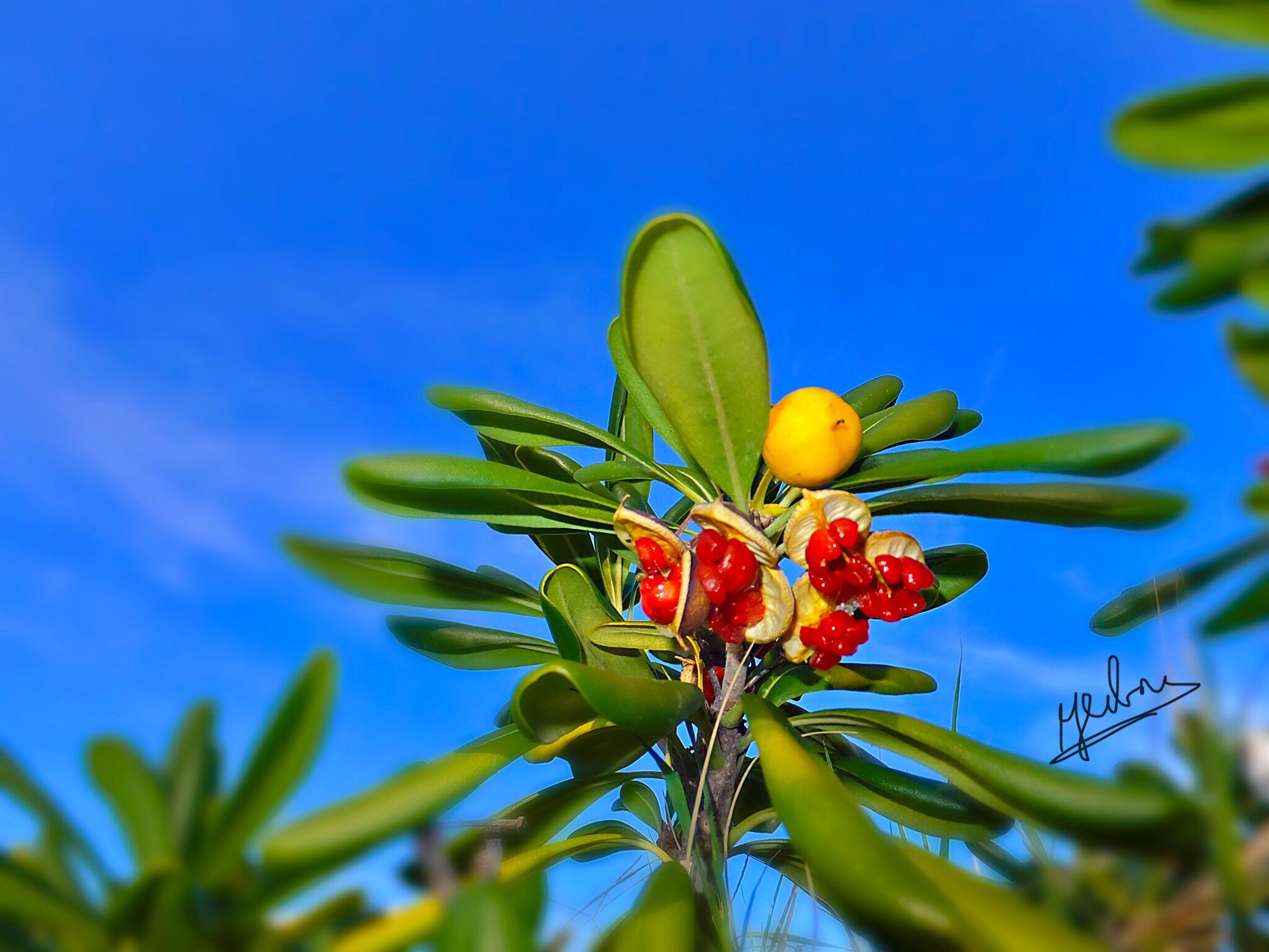 Fujifilm FinePix F900EXR sample photo. Pittosporum tobira photography