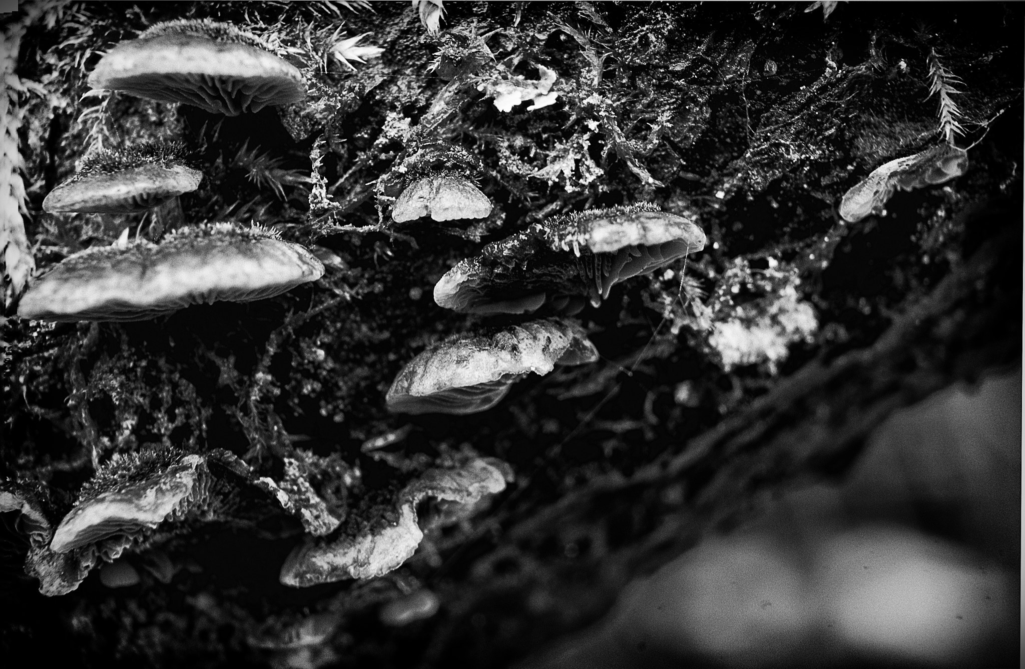 Sony SLT-A33 sample photo. Fungi photography