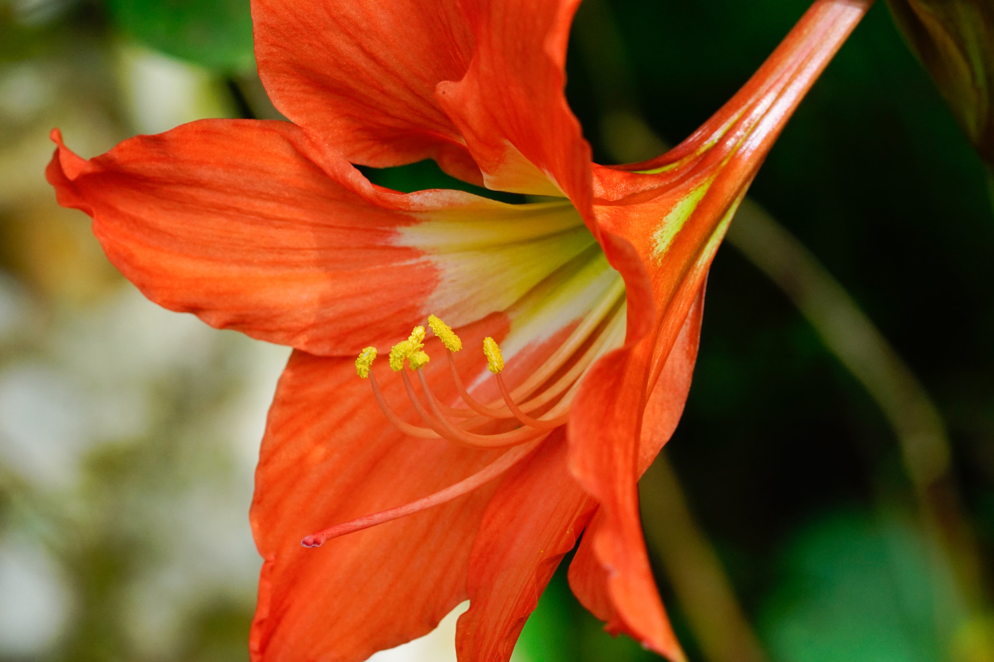 Sony a6000 + Sony FE 90mm F2.8 Macro G OSS sample photo