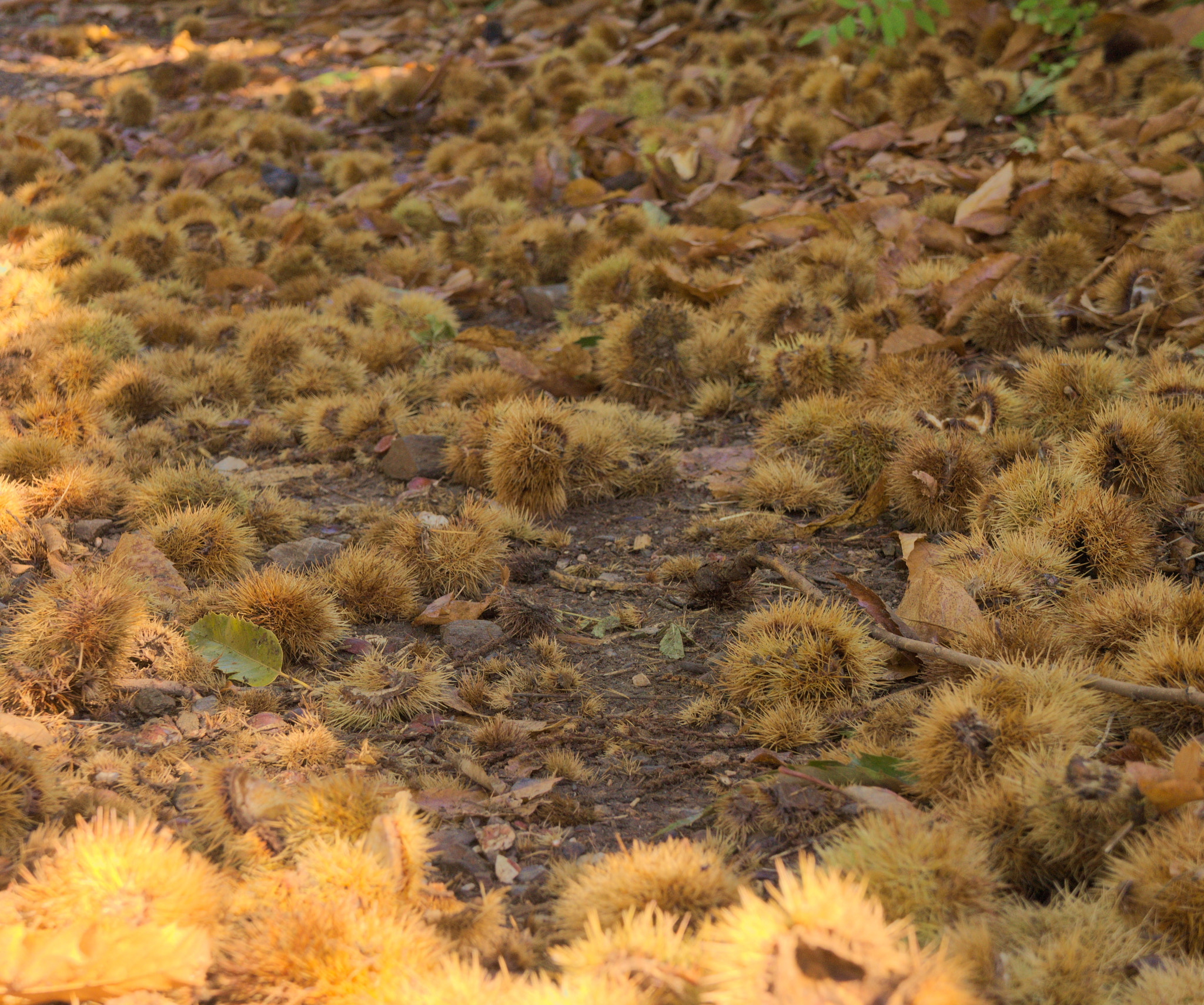 Sony Alpha NEX-C3 sample photo. Porcupines photography