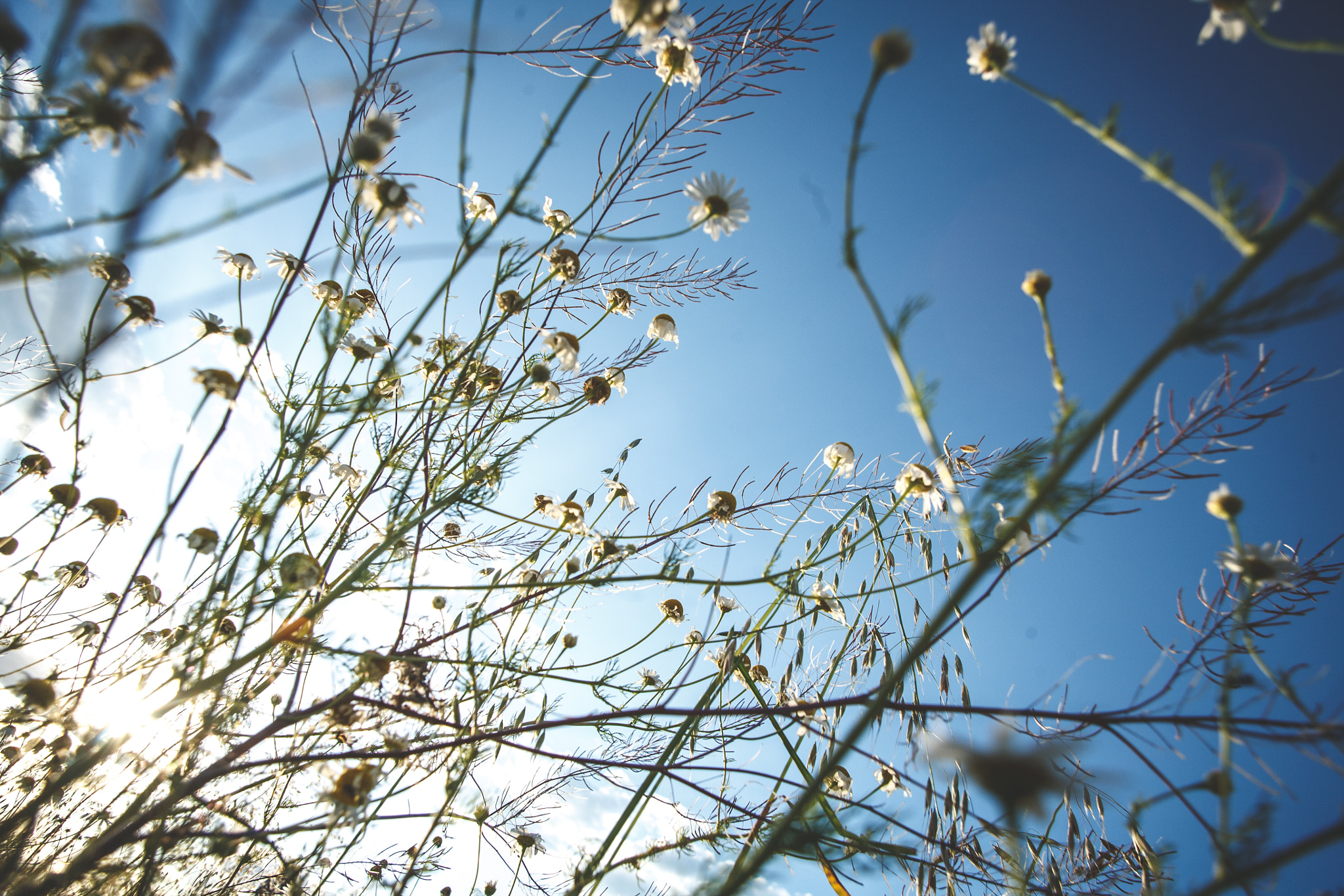 Tamron AF 19-35mm f/3.5-4.5 sample photo. Summer photography