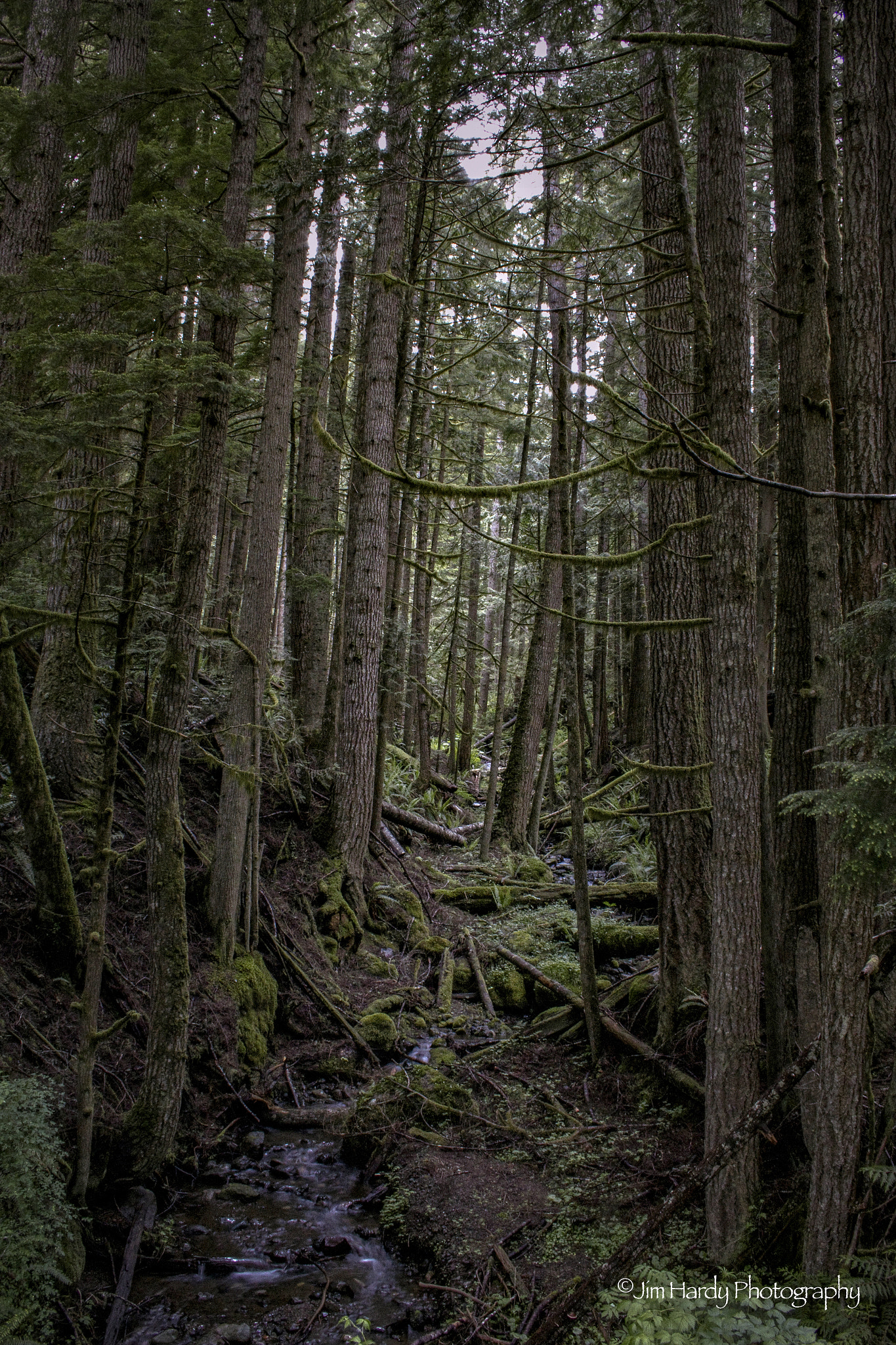 Canon EF-S 18-55mm F3.5-5.6 II sample photo. Cougar country photography