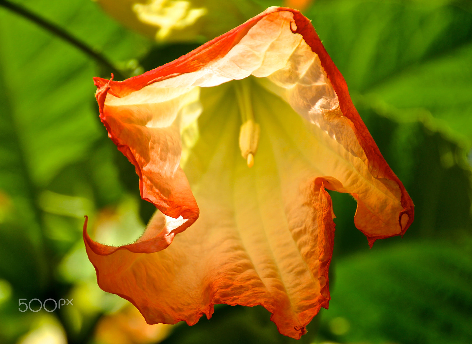 Canon EOS 60D sample photo. Houseflower photography