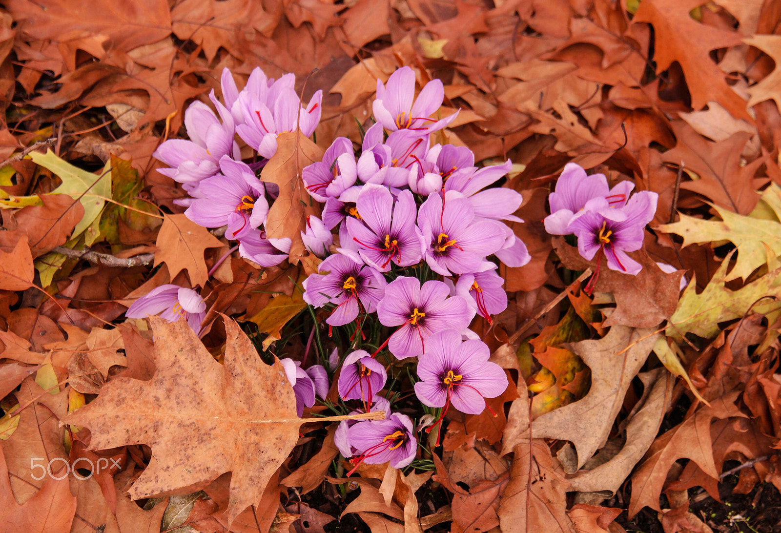 Samsung NX1 + NX 18-200mm F3.5-6.3 sample photo. Autumn flowers photography