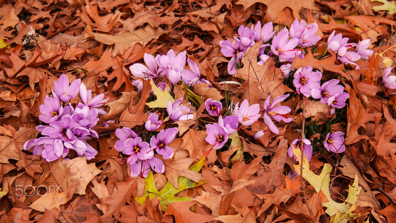 Samsung NX1 + NX 18-200mm F3.5-6.3 sample photo. Autumn flowers photography