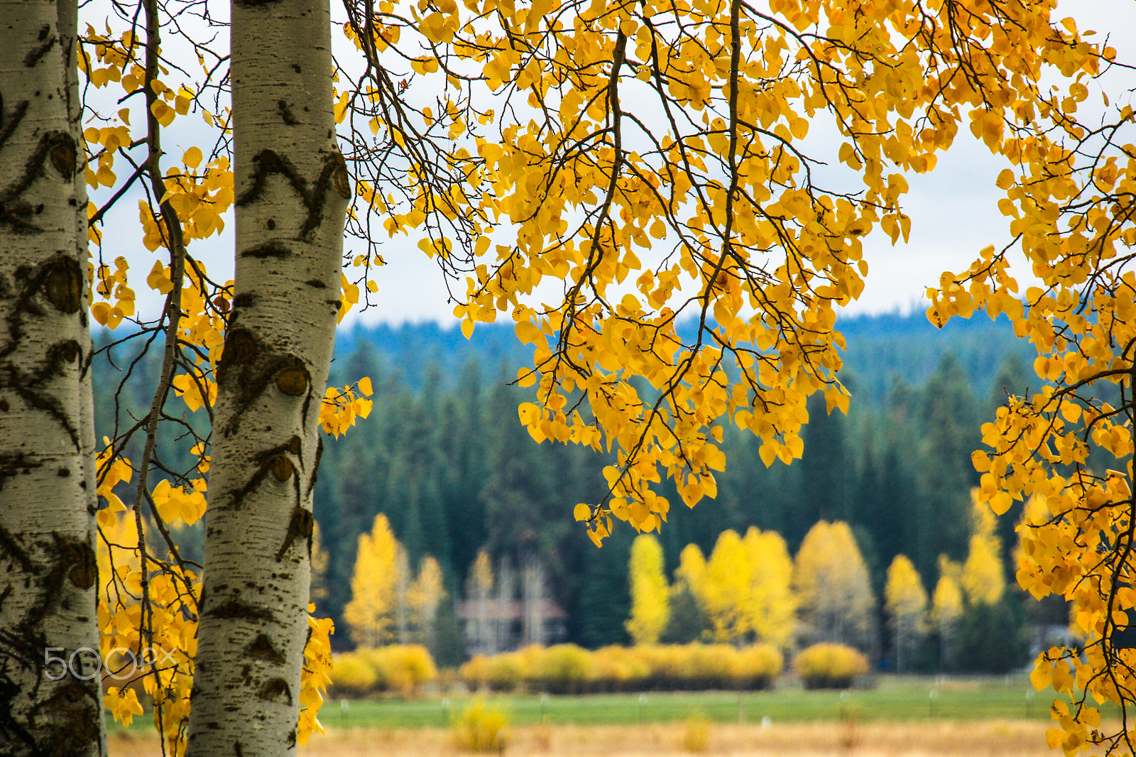 Samsung NX1 + NX 18-200mm F3.5-6.3 sample photo. Black butte ranch, oregon photography