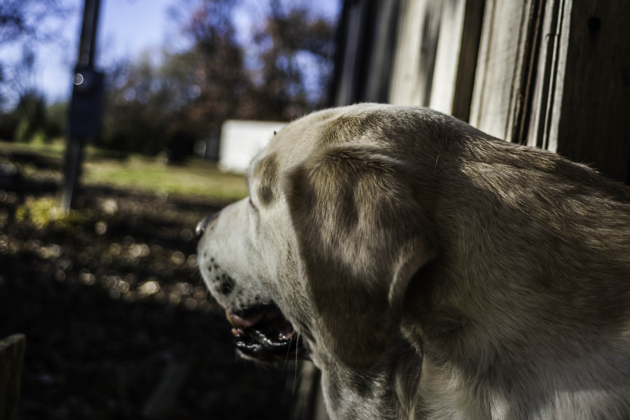 Canon EF 28-80mm f/3.5-5.6 sample photo. Good dog photography