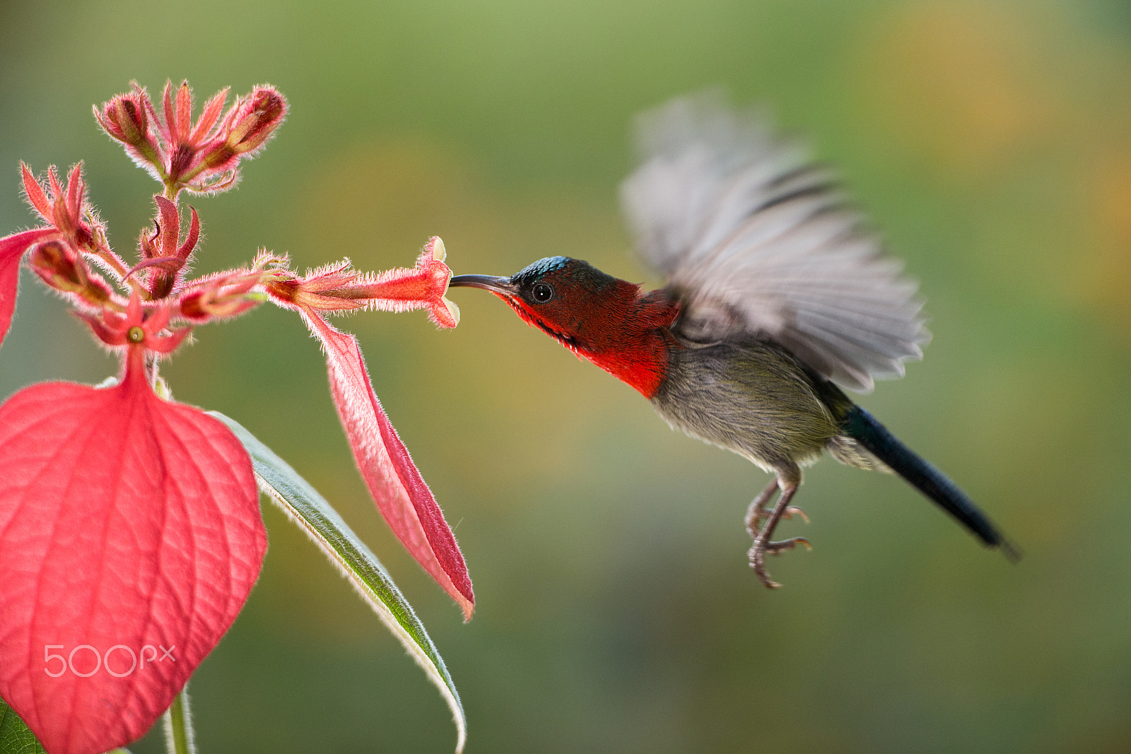 Canon EOS-1D X + Canon EF 500mm F4L IS USM sample photo. Crimson sunbird.jpg photography