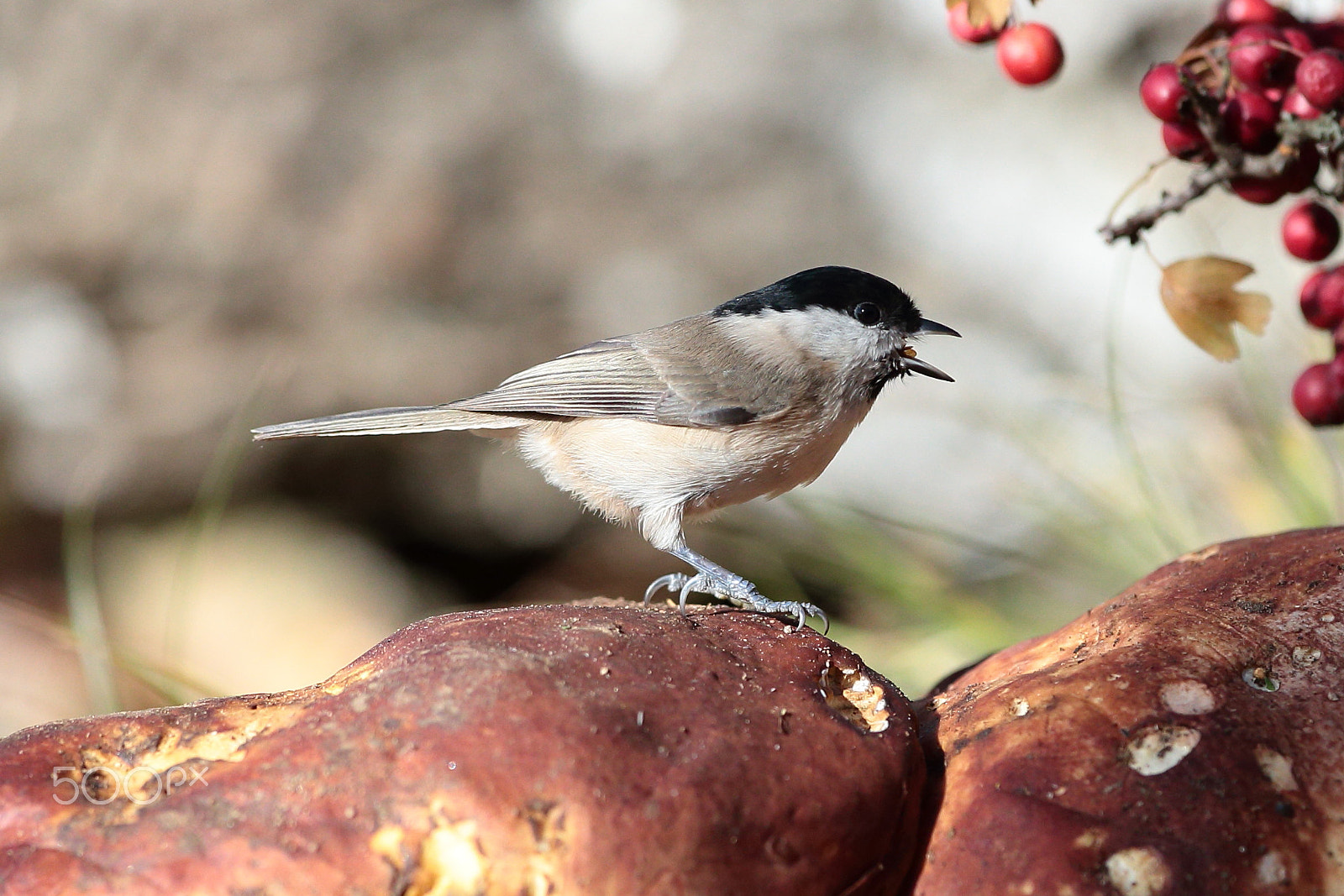 Canon EF 300mm F2.8L IS USM sample photo. Iu photography