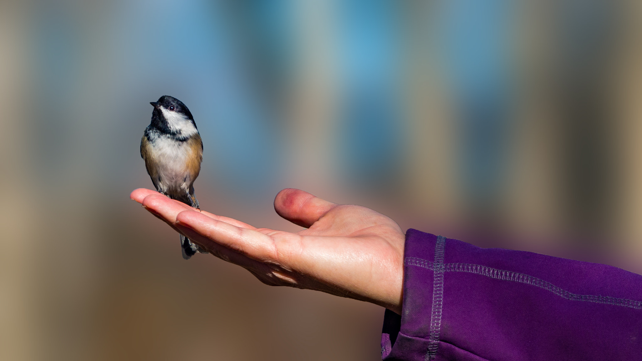 Olympus OM-D E-M5 sample photo. A bird in the hand photography