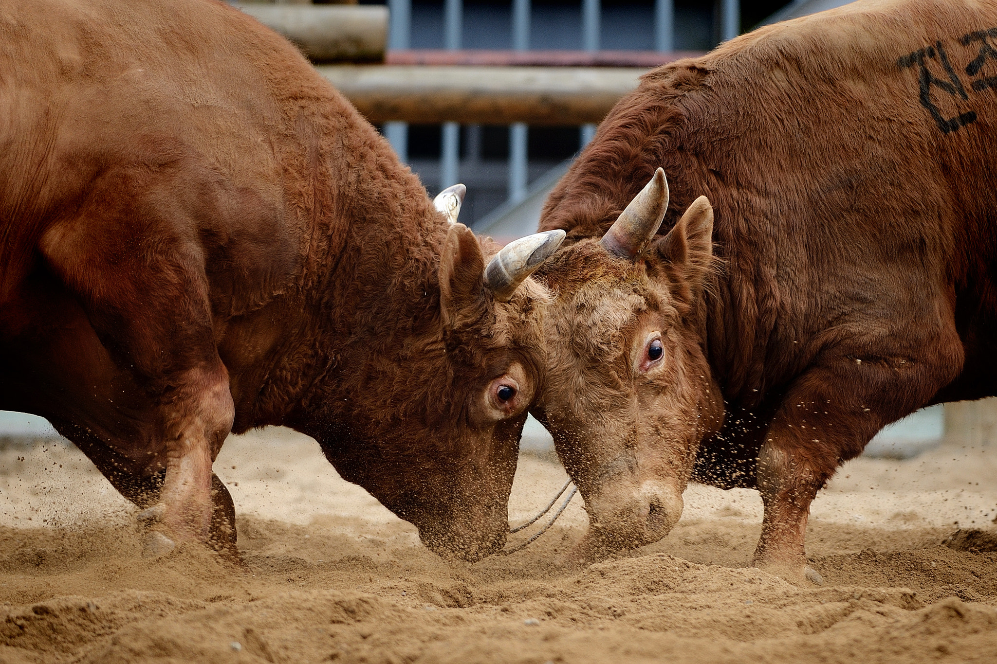 Nikon D4 + Nikon AF-S Nikkor 300mm F4D ED-IF sample photo. Cow fight photography