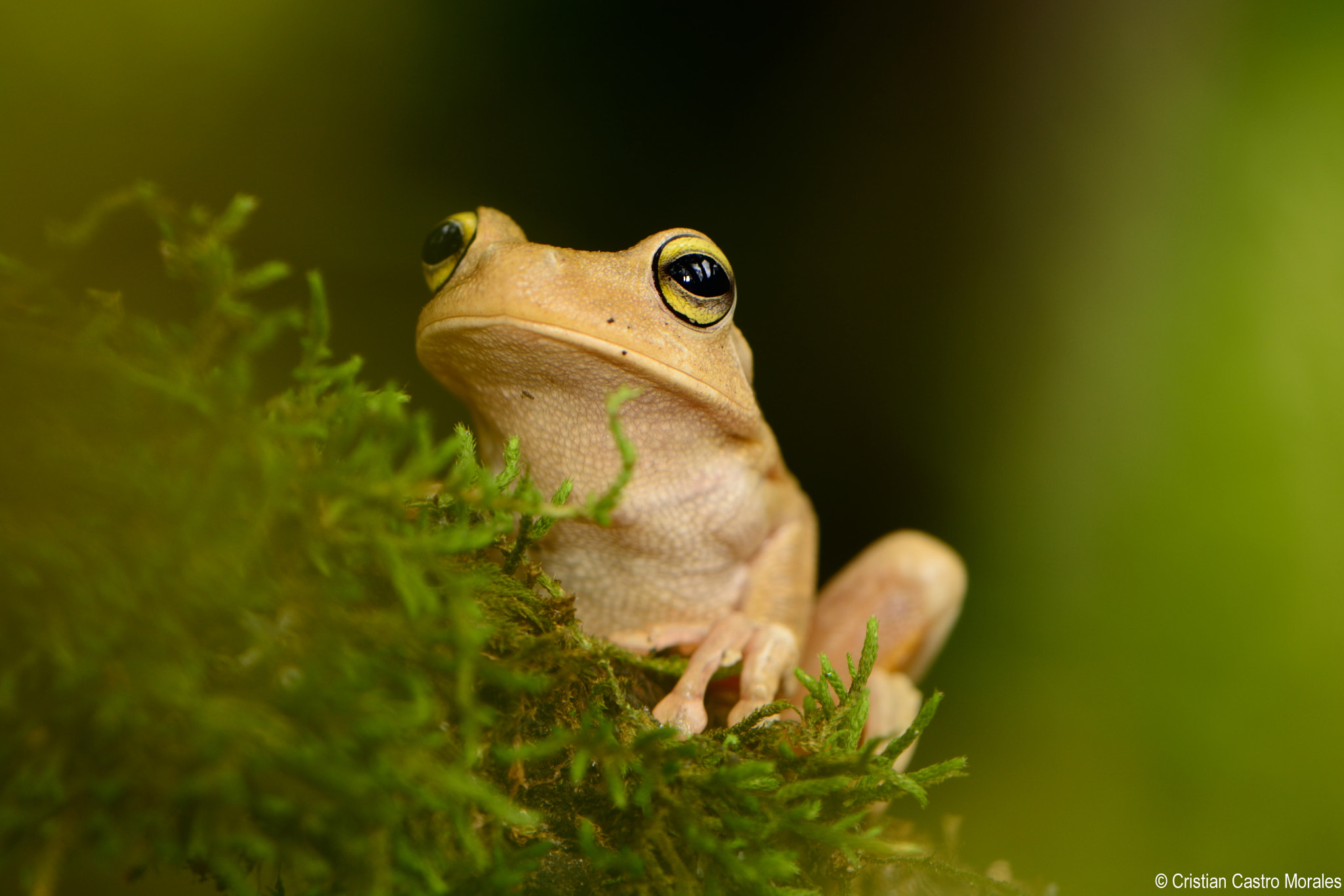 Nikon AF-S DX Micro-Nikkor 85mm F3.5G ED VR sample photo. Emerald-eyed treefrog (hypsiboas crepitans) photography