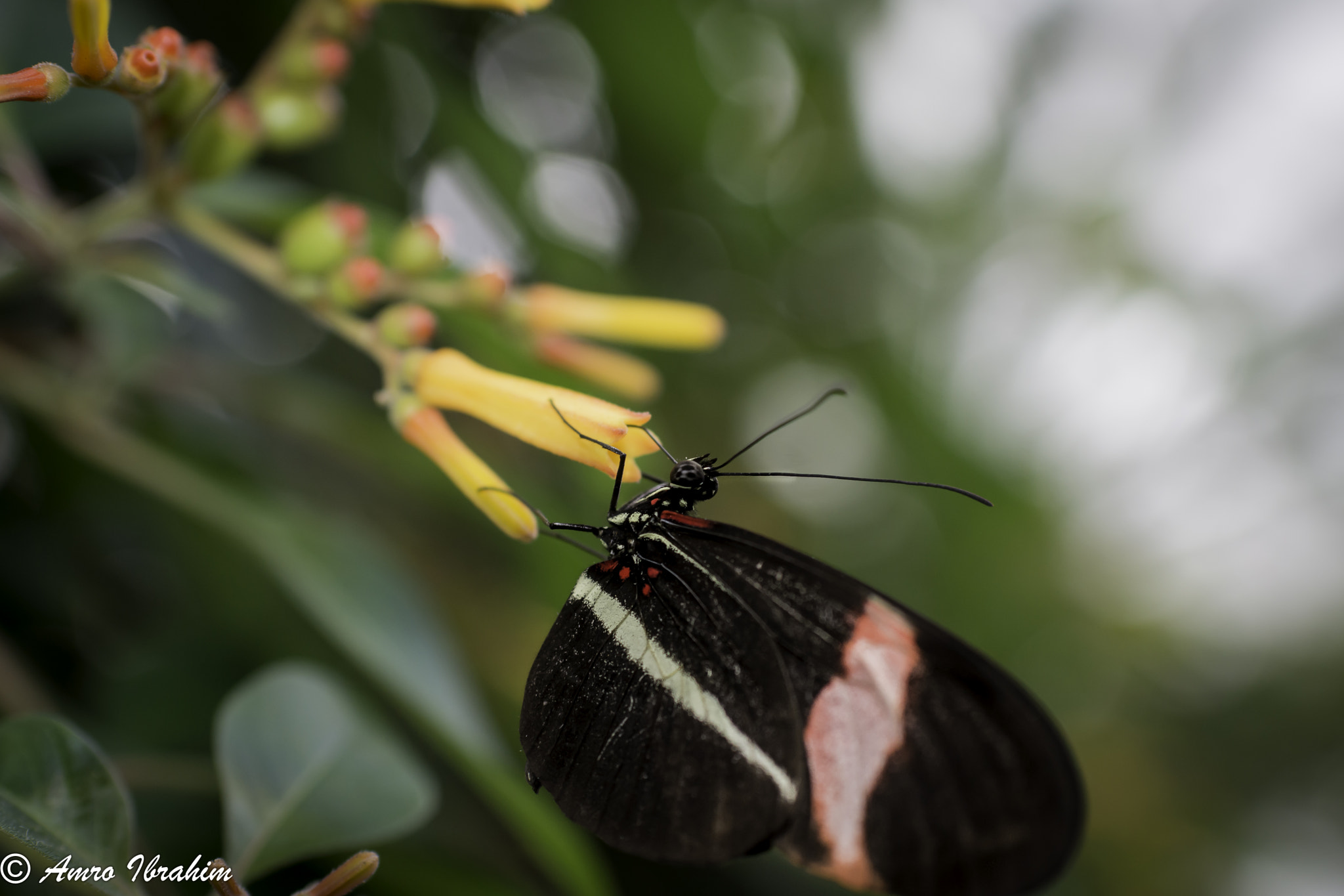 Nikon AF-S Nikkor 35mm F1.8G ED sample photo. Butterfly in the garden photography