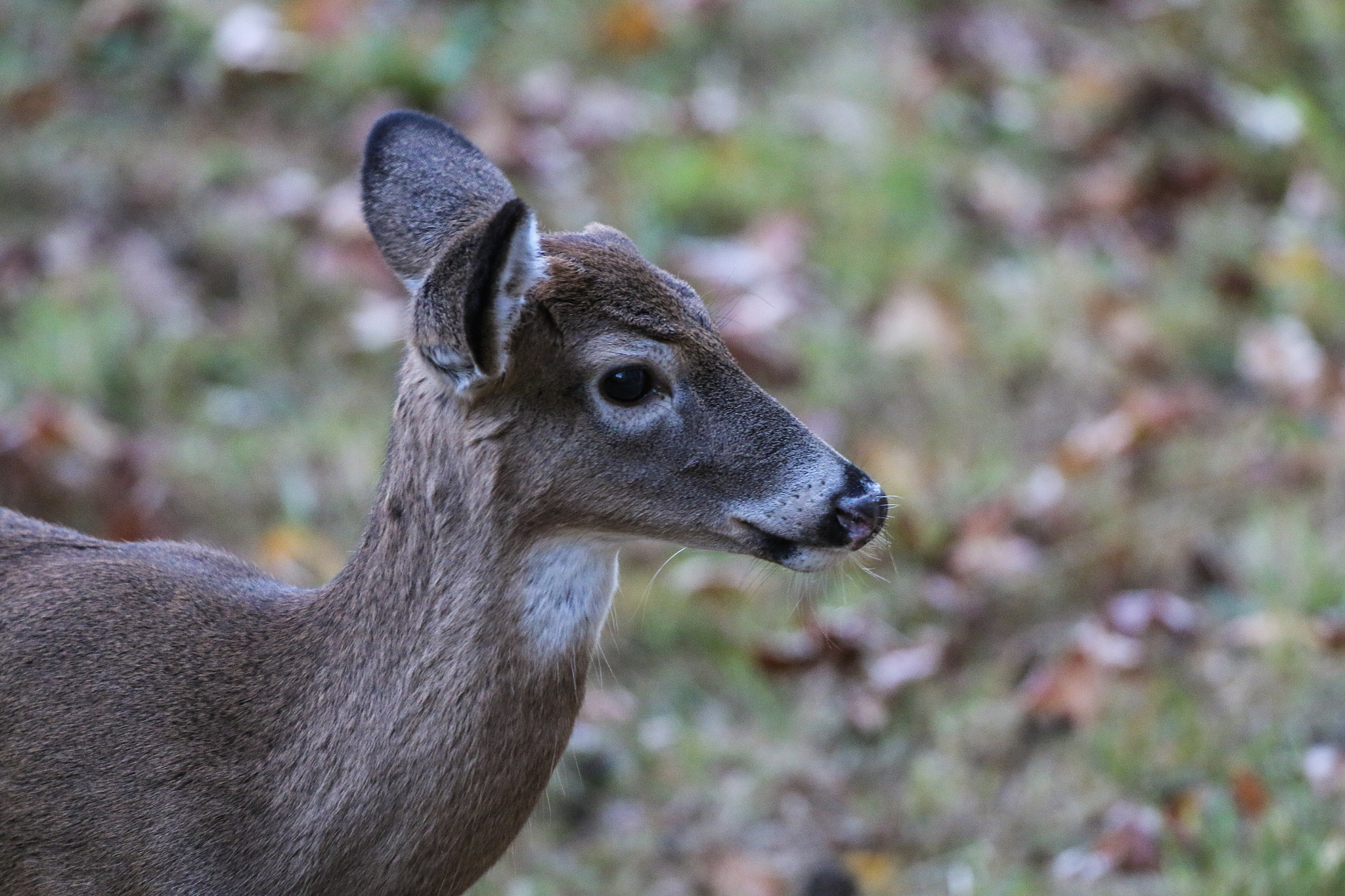 Canon EF 500mm F4L IS USM sample photo. Another photo of the little guy photography