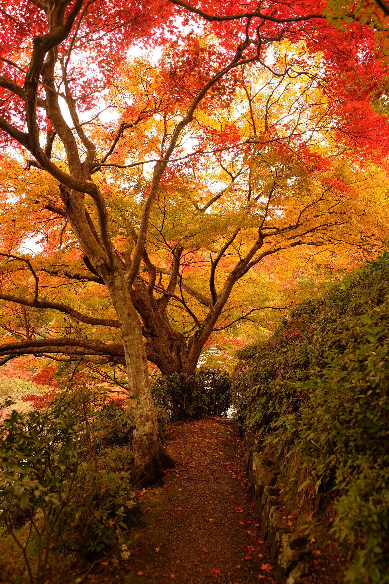 Fujifilm X-T10 + Fujifilm XF 16mm F1.4 R WR sample photo. 縦なし photography