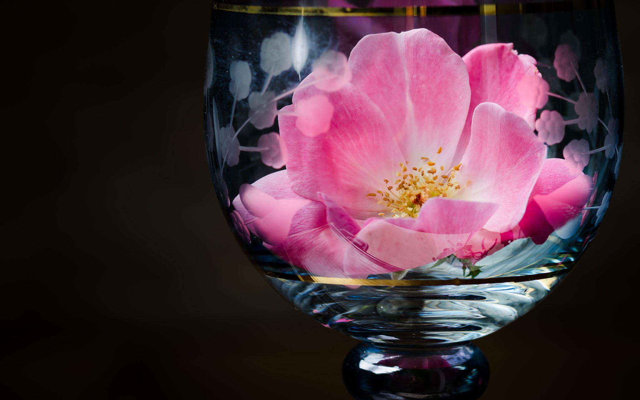 Sigma 105mm F2.8 EX DG OS HSM sample photo. Wine and roses 001 photography