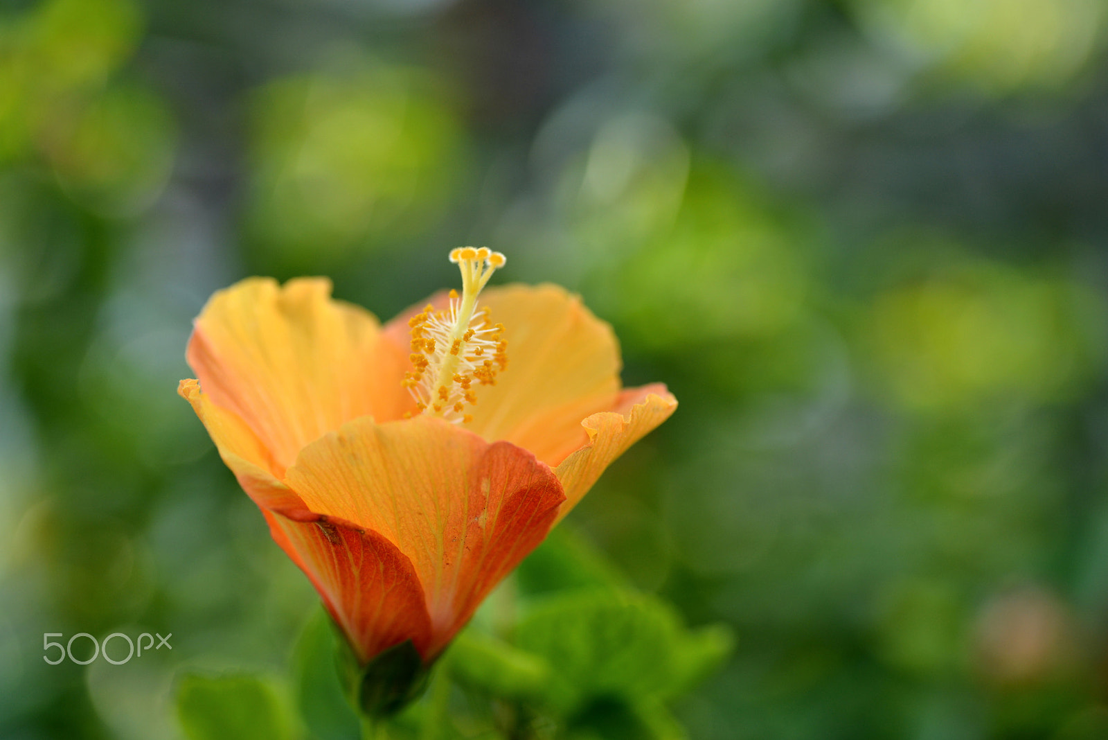 Nikon D600 + Tamron SP 90mm F2.8 Di VC USD 1:1 Macro sample photo. Orange hibiscus photography
