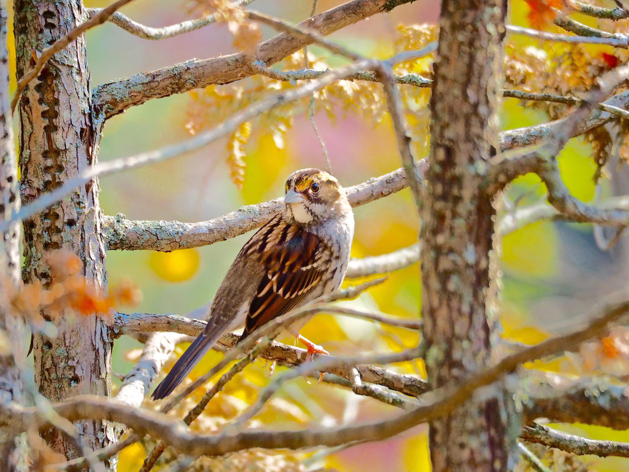 Olympus OM-D E-M5 II sample photo. White-throated sparrow photography
