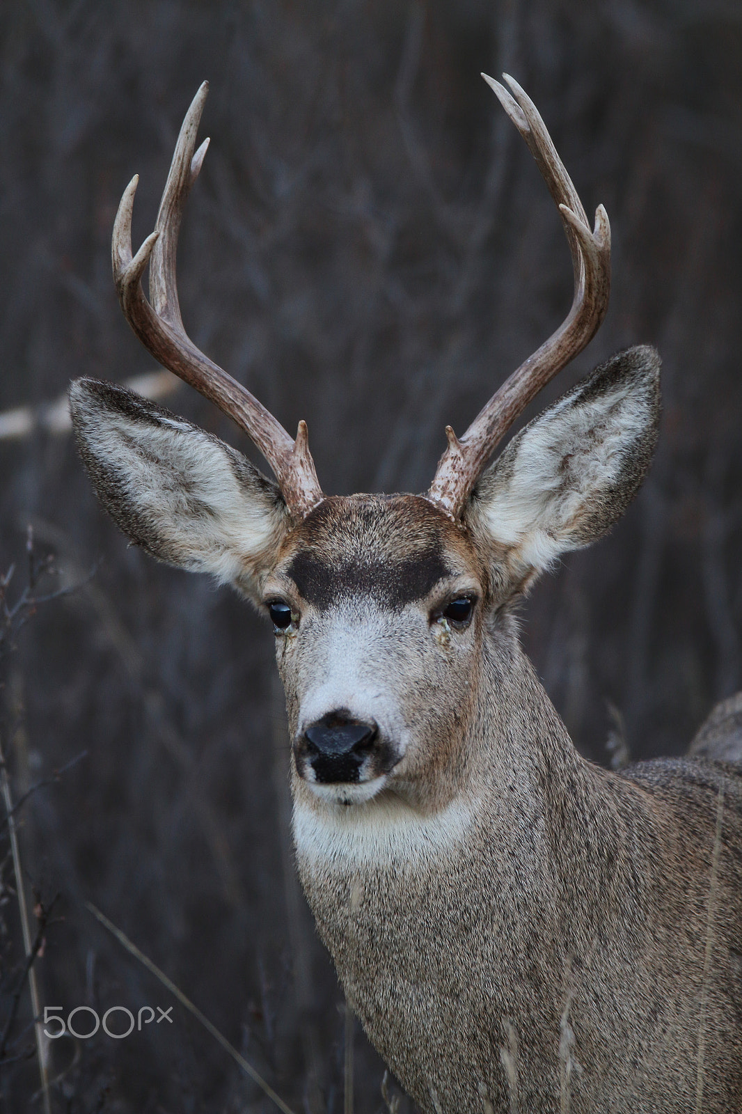 Canon EOS 7D + Canon EF 600mm f/4L IS sample photo. Mule deer photography