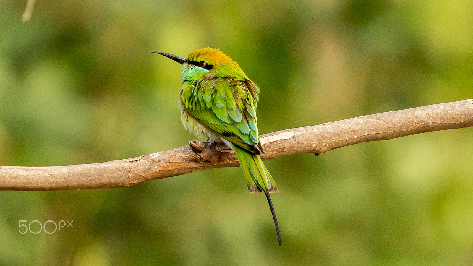 150-600mm F5-6.3 DG OS HSM | Contemporary 015 sample photo. Green bee-eater photography