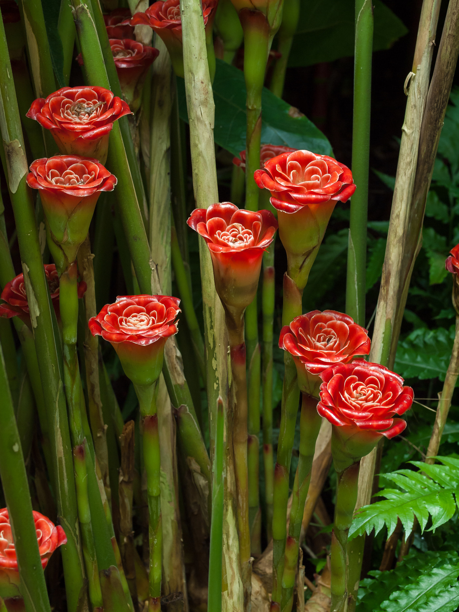 Olympus E-620 (EVOLT E-620) + OLYMPUS 50mm Lens sample photo. Siam rose torch ginger (etlingera corneri) photography