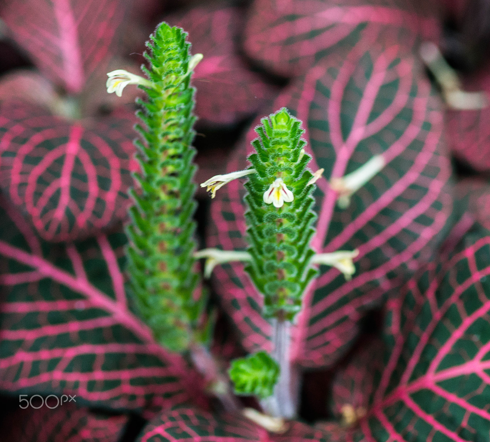 Sony a99 II sample photo. "are we cute, or looks like aliens???" photography