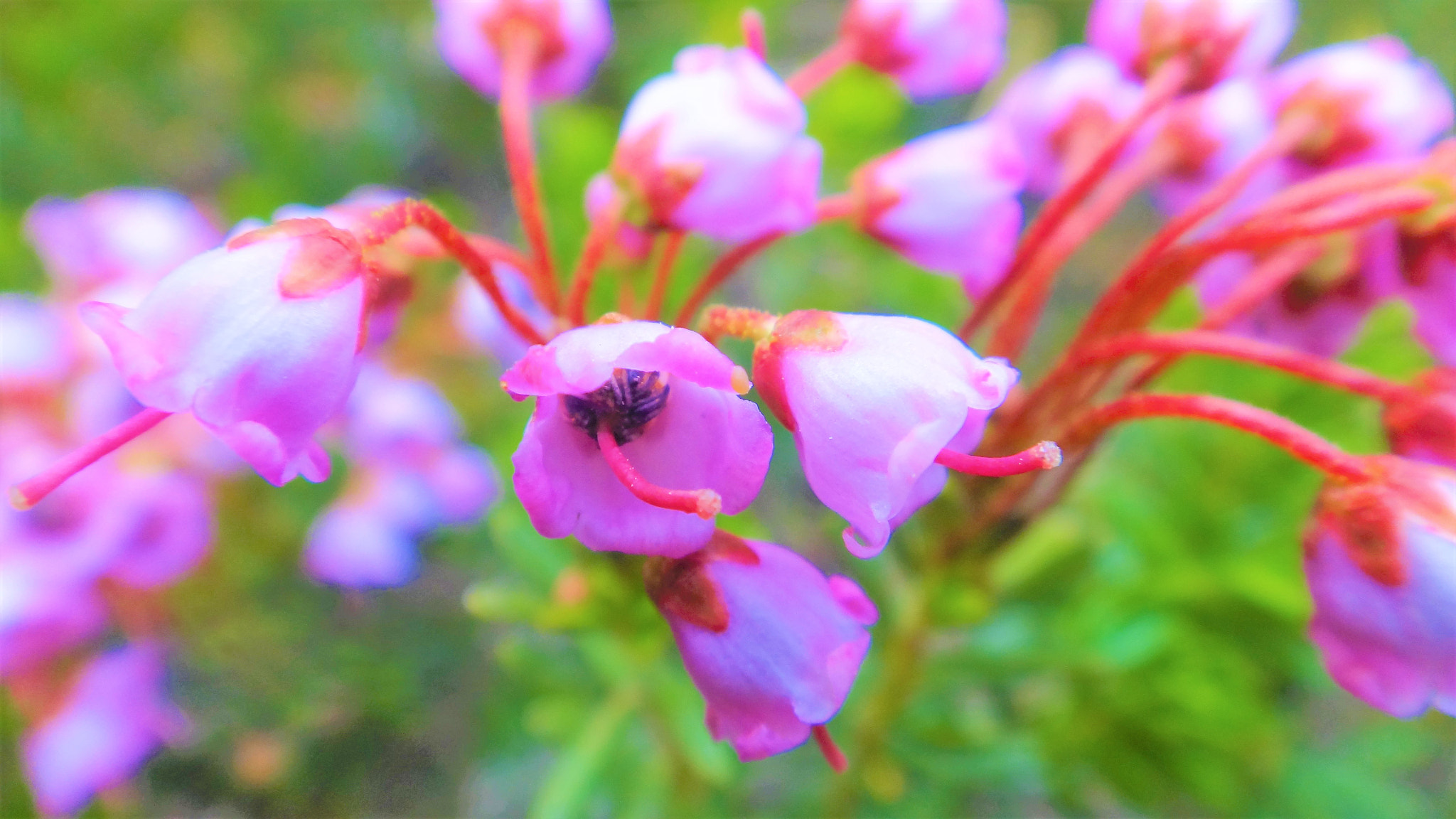 Sony DSC-TX100V sample photo. Mini flowers in park photography