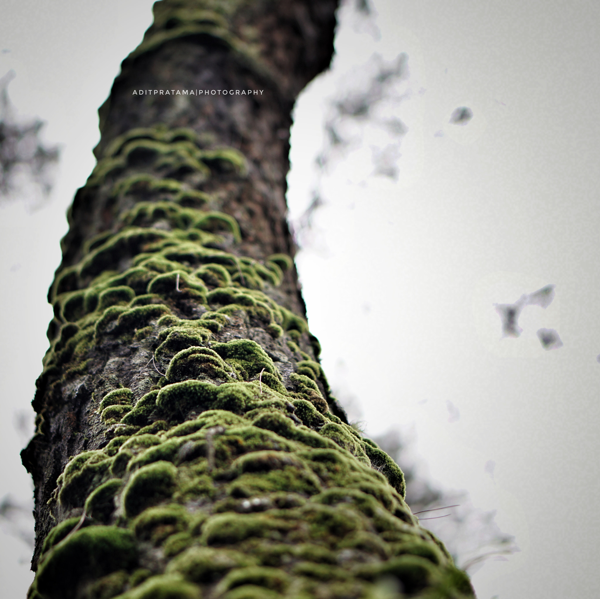 Sony E 50mm F1.8 OSS sample photo. Looking up photography