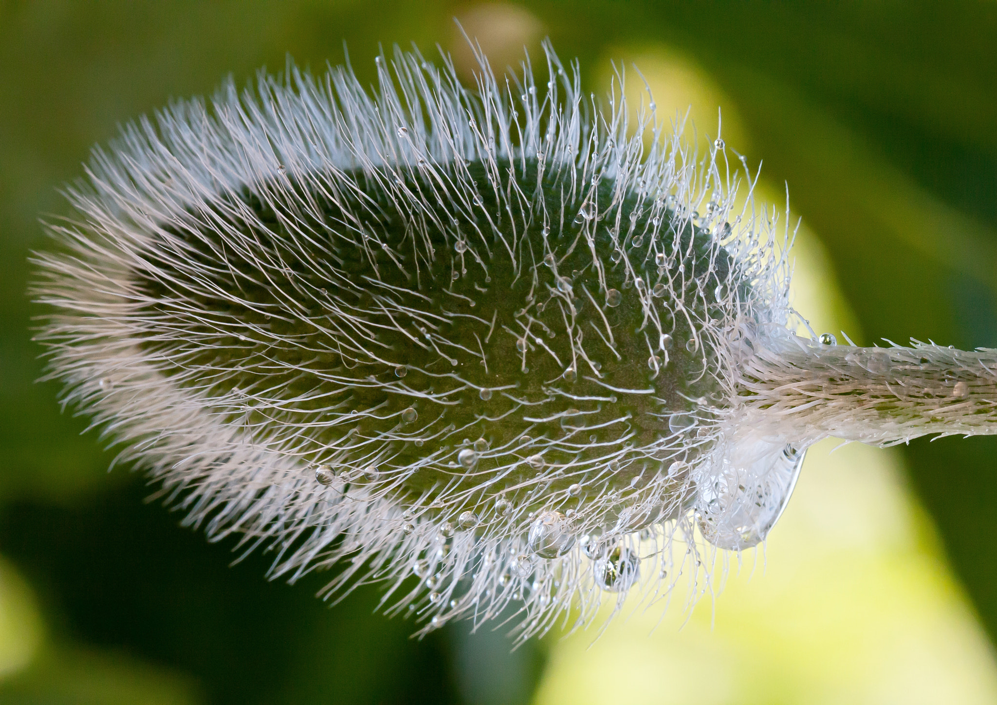 Canon EF 100mm F2.8L Macro IS USM sample photo. Thistle photography