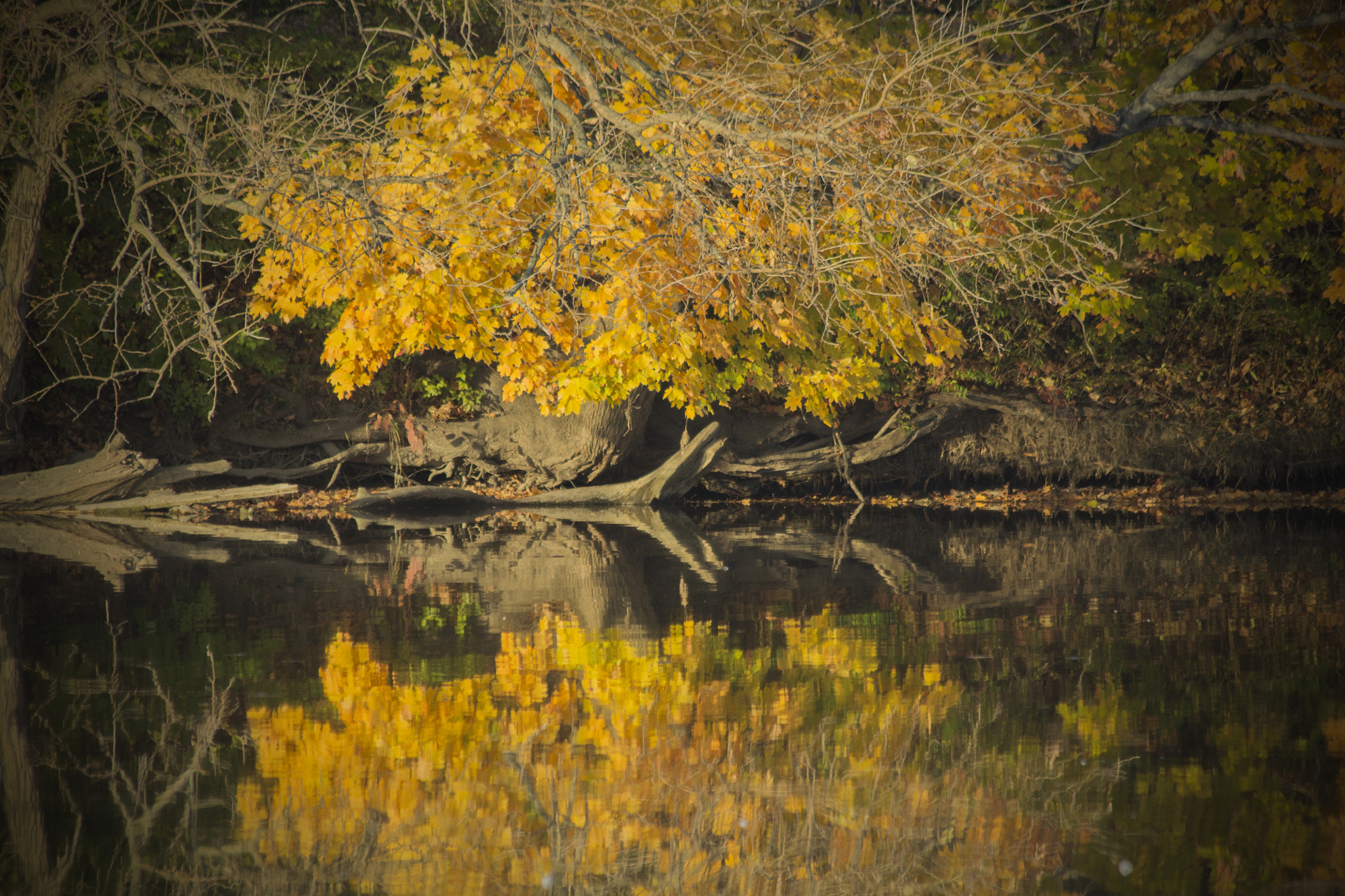 Canon EF 70-300mm F4-5.6 IS USM sample photo. Img photography