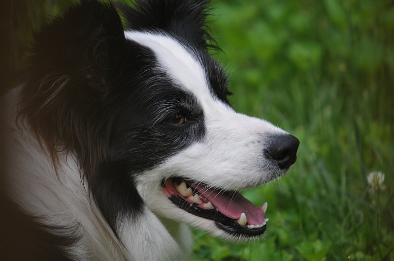 Sigma 50-500mm F4-6.3 EX APO RF HSM sample photo. Lucy at the cottage photography