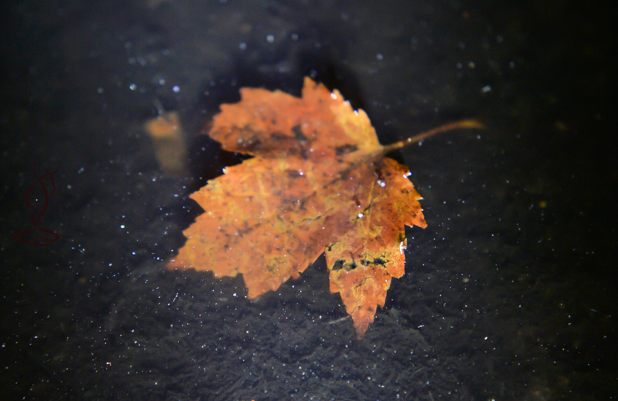 Nikon Df sample photo. Life photography
