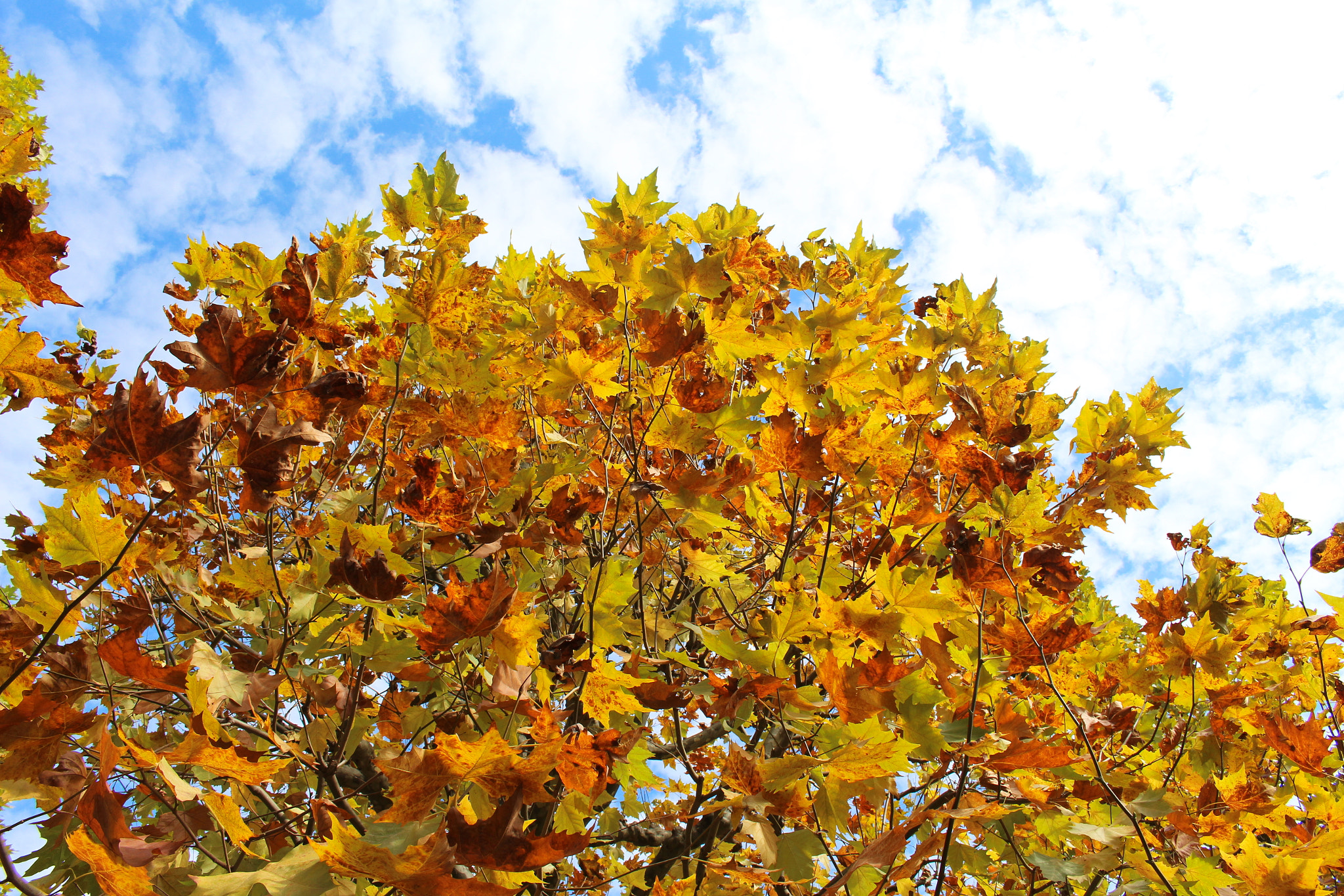 Canon EOS 700D (EOS Rebel T5i / EOS Kiss X7i) sample photo. Autumn colors photography