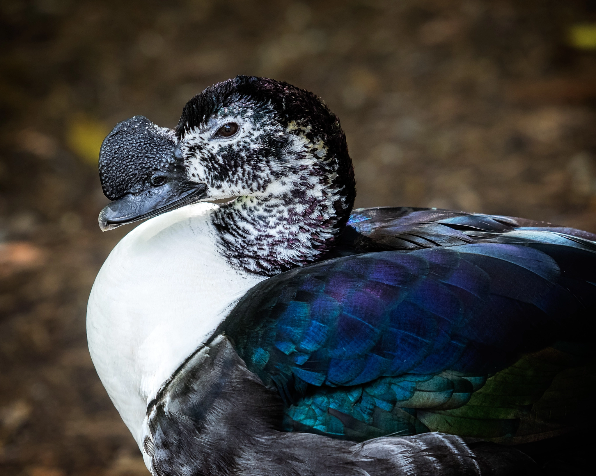 Olympus OM-D E-M1 sample photo. Comb duck (sarkidiornis melanotos) photography