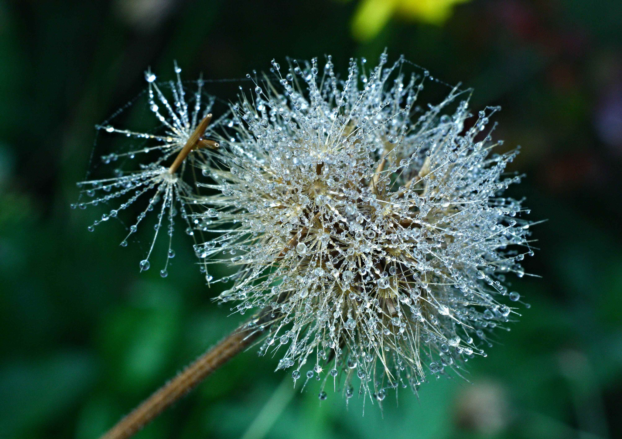 Canon EF 35-80mm f/4-5.6 sample photo. Magic daisy photography