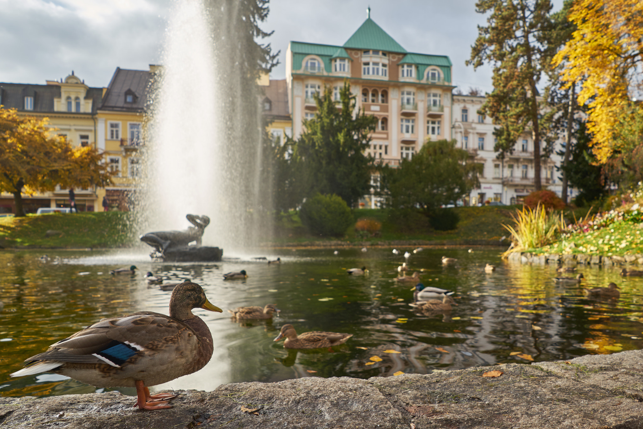 Sony a7 + Sony FE 28mm F2 sample photo. Duck in park photography