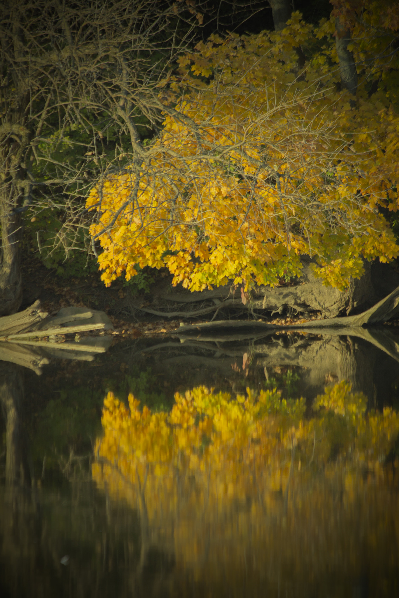 Canon EF 70-300mm F4-5.6 IS USM sample photo. Img photography