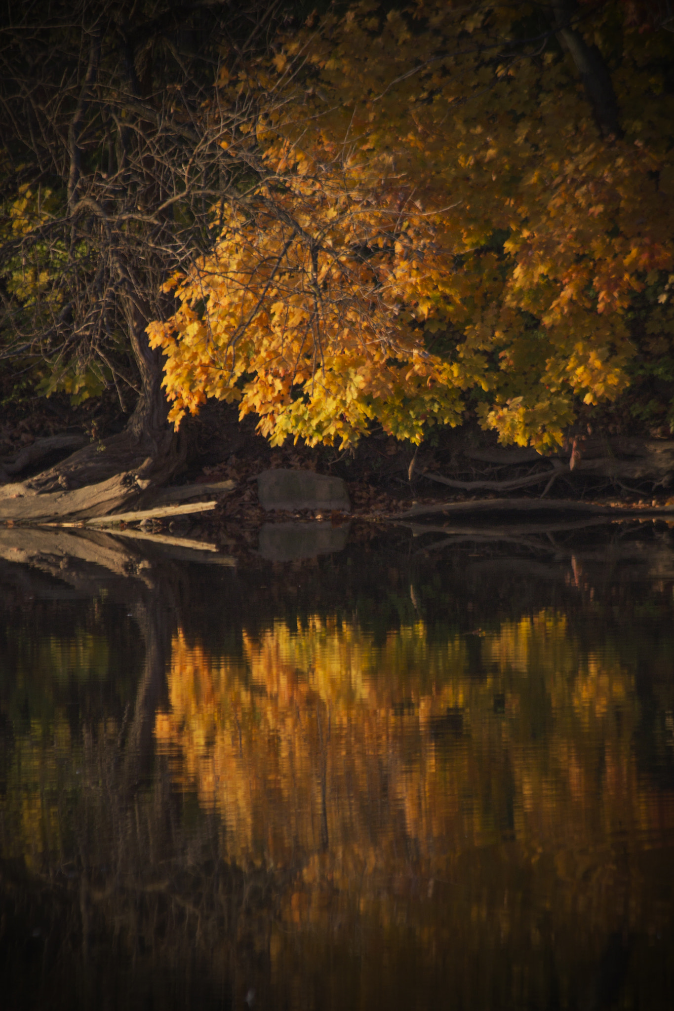 Canon EF 70-300mm F4-5.6 IS USM sample photo. Img photography