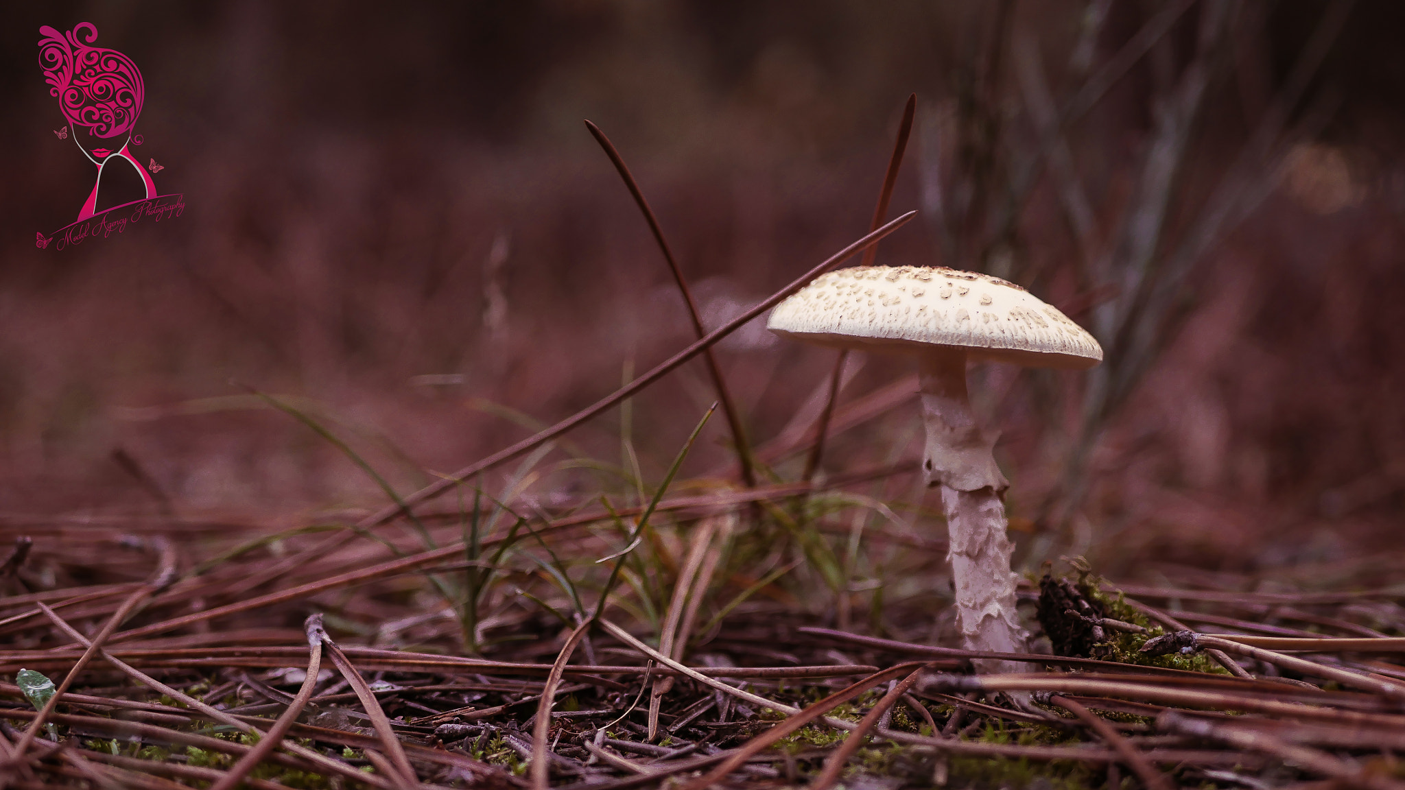 Panasonic Lumix DMC-GH4 + LUMIX G 25/F1.7 sample photo. Champignon sous bois photography
