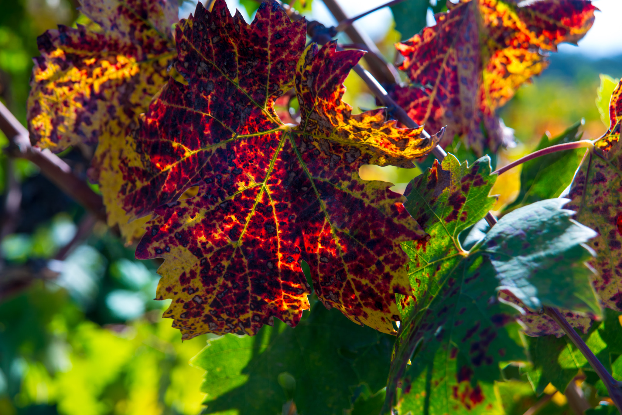 AF Zoom-Nikkor 24-120mm f/3.5-5.6D IF sample photo. Napa photography