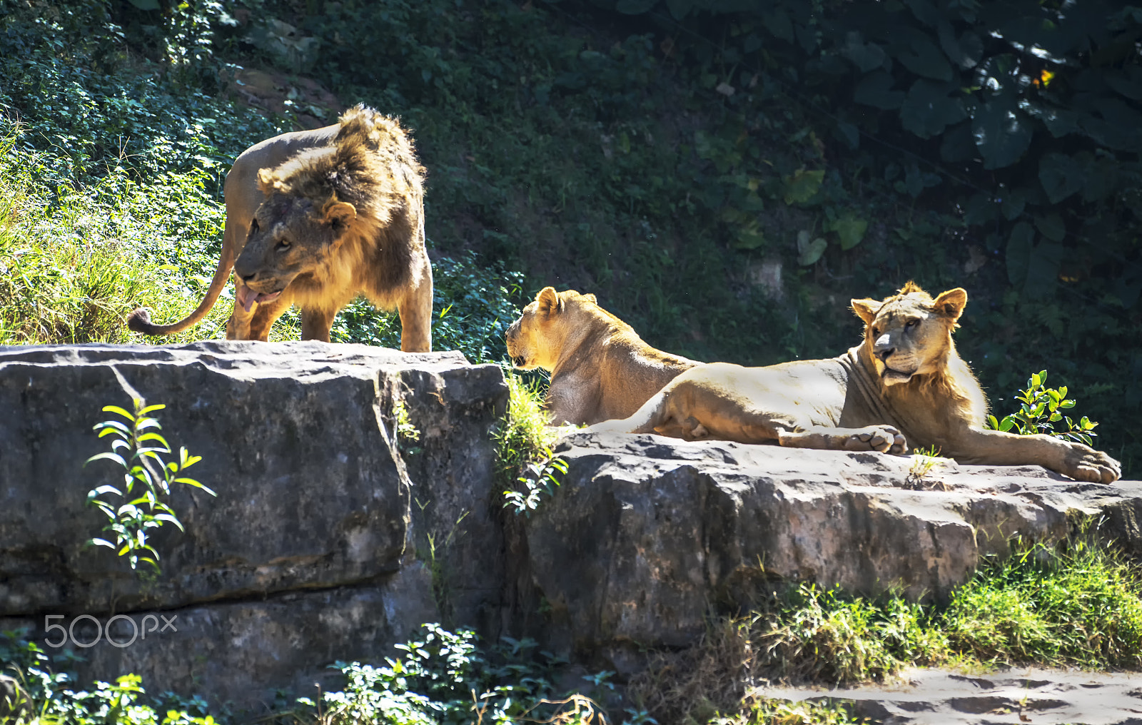 Sony a7R sample photo. 3 lions photography