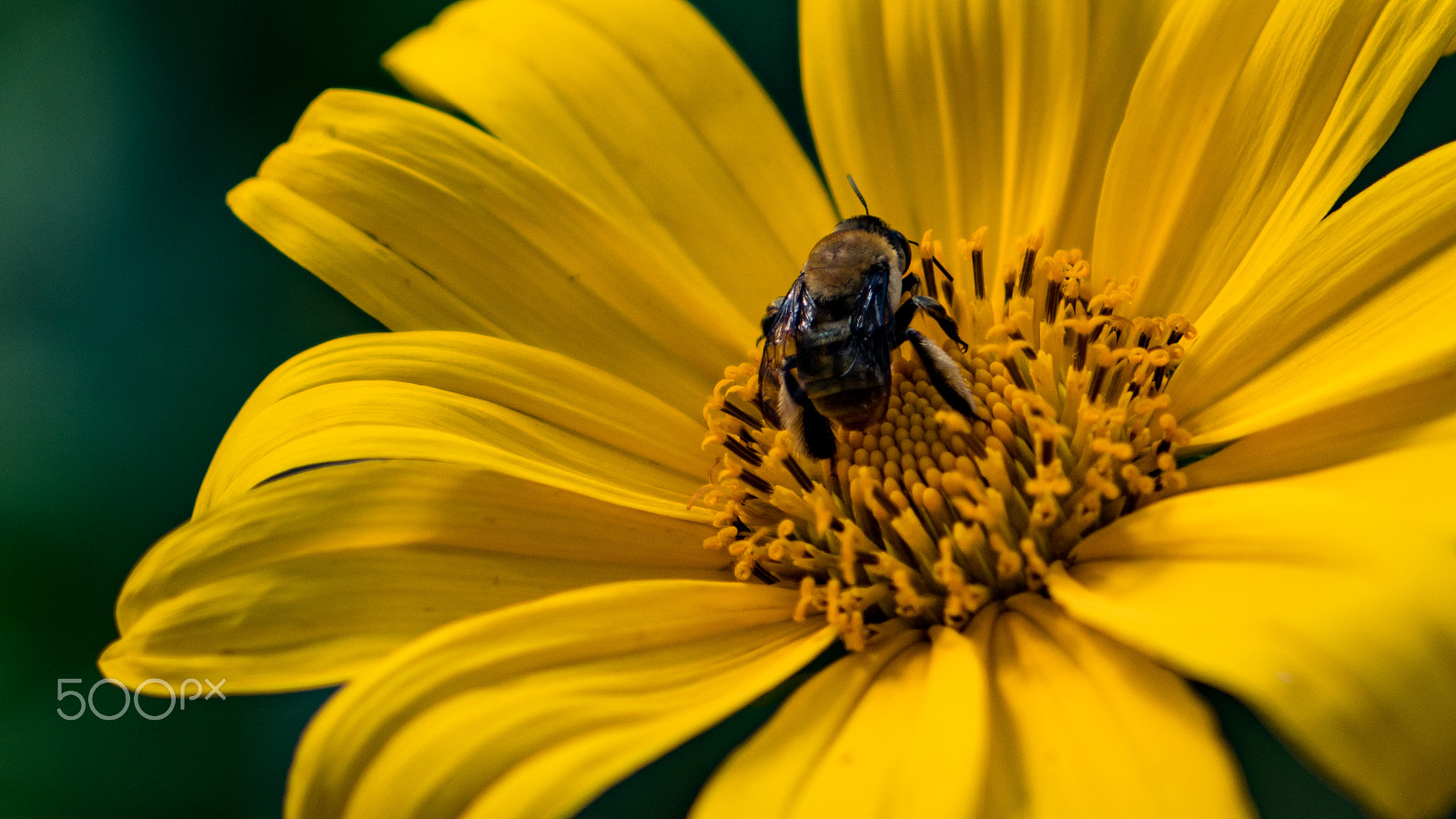 Sony a6300 sample photo. Bee photography